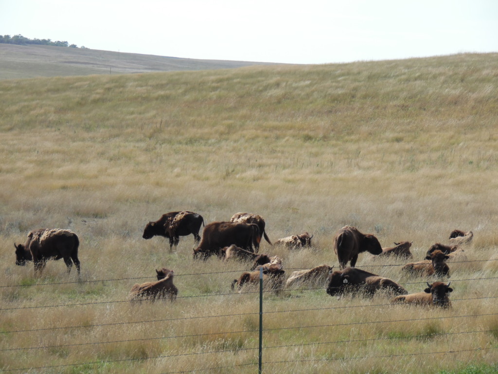 A small herd of buffalo...not something you see everyday ....