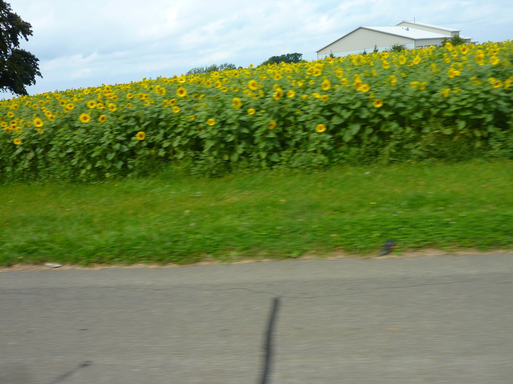Next up, fields of Sunflowers in full bloom